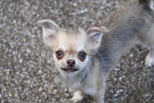 チワワ（ロングコート）