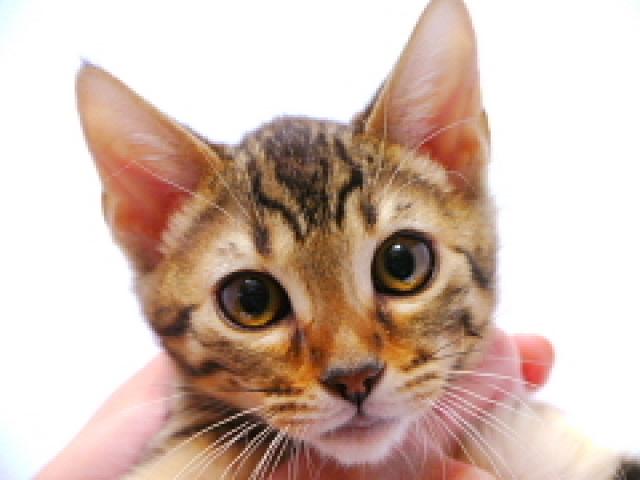 ベンガル　ブラウン・スポット