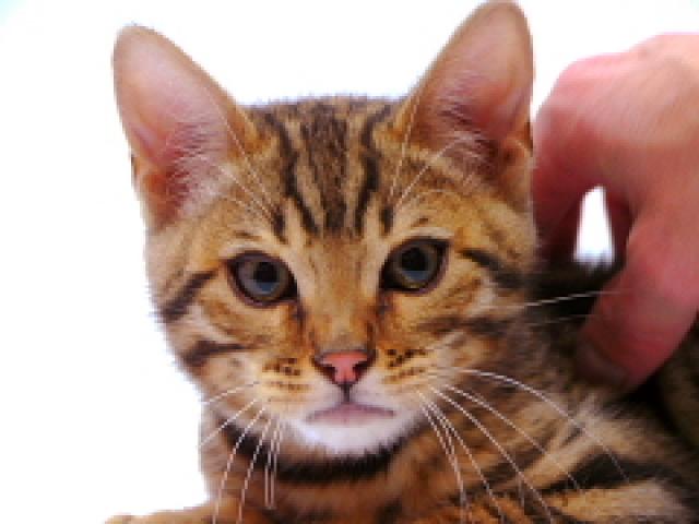 ベンガル　ブラウン・スポット☆