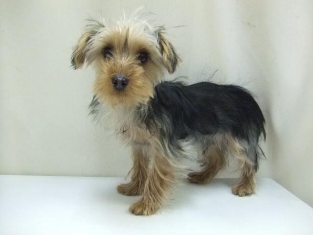 ヨークシャーテリア