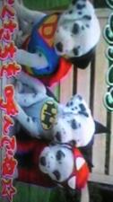 DALMATIAN CLUB
