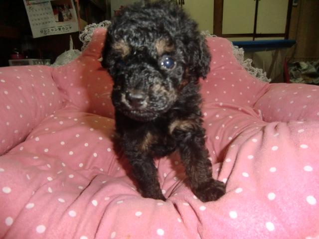 トイプードル