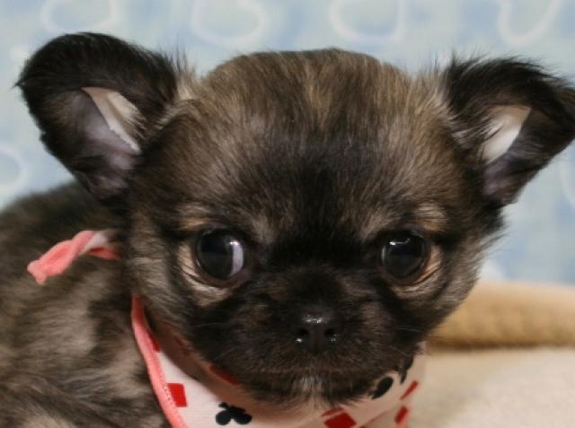 チワワ（ロングコート）