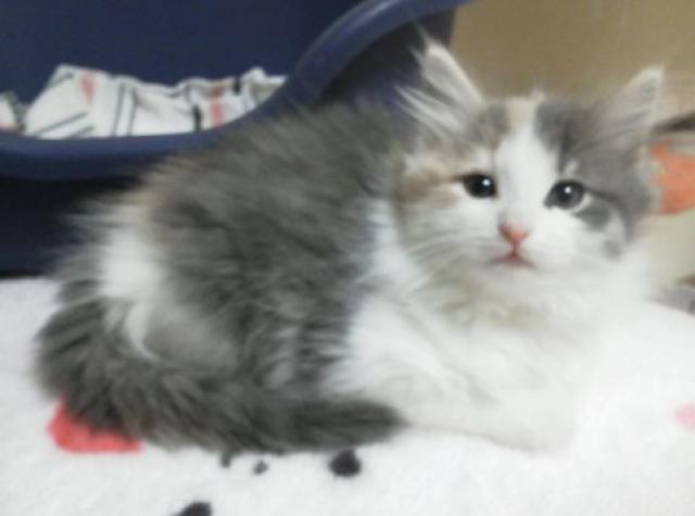 ノルウェージャンフォレストキャット