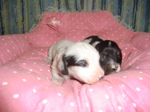 ミニチュアダックスフンド