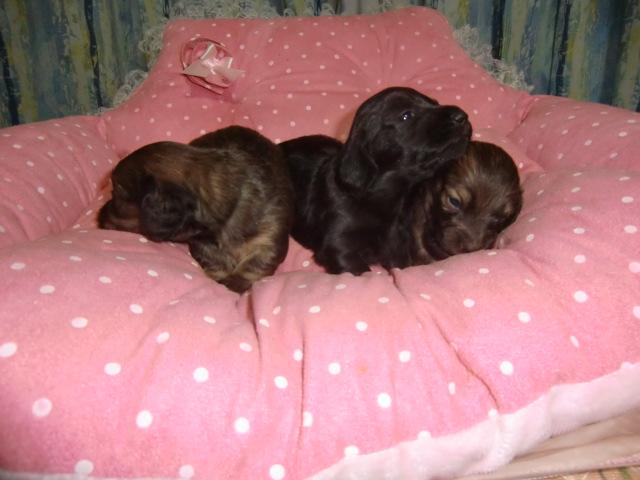 ミニチュアダックスフンド