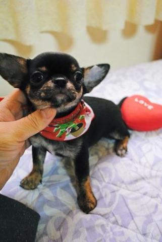 チワワ（スムースコート）