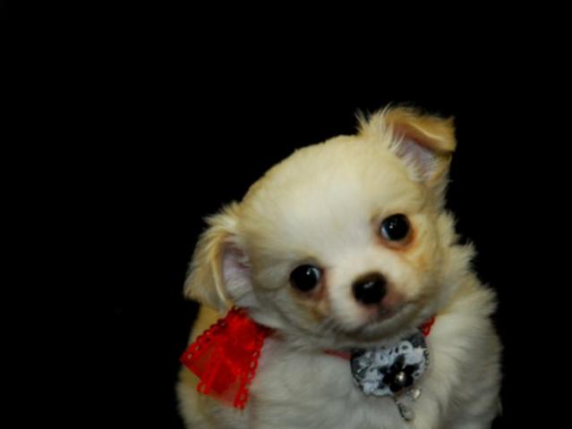 チワワ（ロングコート）