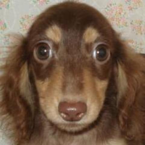 ミニチュアダックスフンド