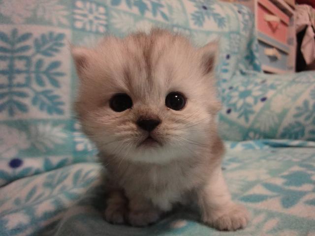 MIX（雑種）チンチラっぽい、シルバー