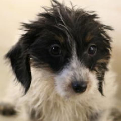 ミニチュアダックスフンド