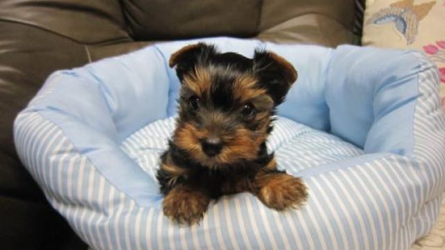 ヨークシャーテリア