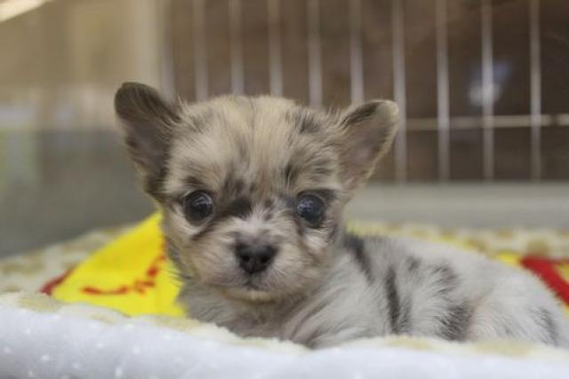 チワワ（ロングコート）