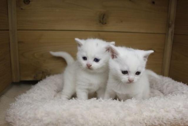 スコティッシュフォールド