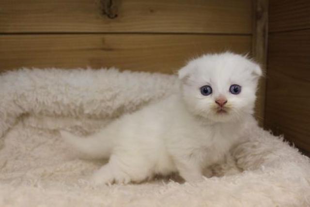 スコティッシュフォールド