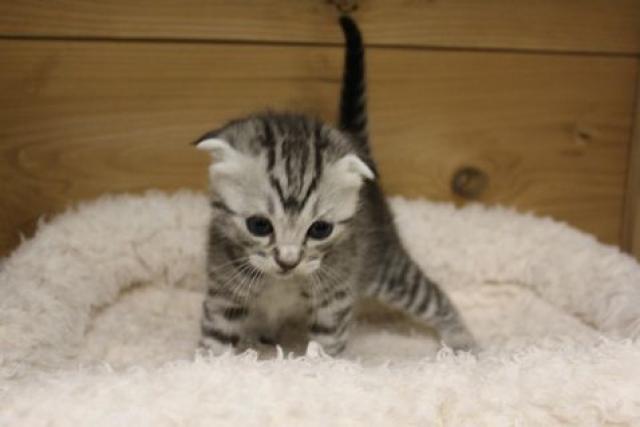 スコティッシュフォールド