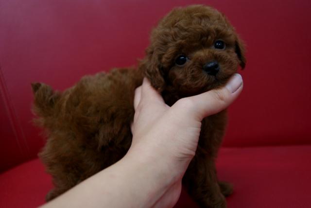トイプードル