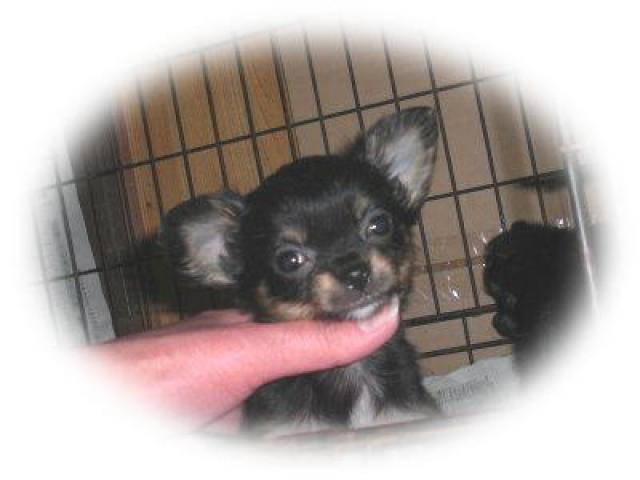 チワワ(ロングコート)