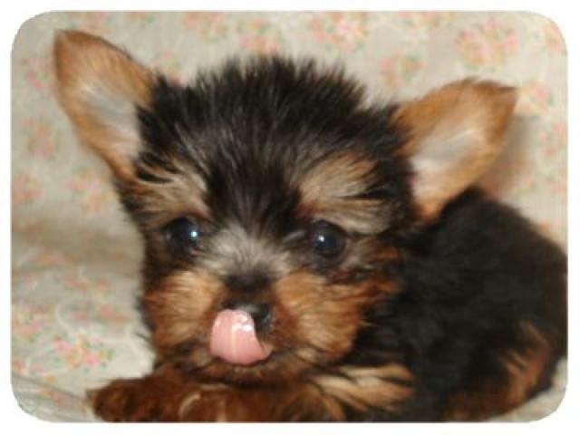 ヨークシャーテリア