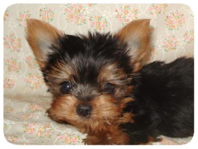 ヨークシャーテリア