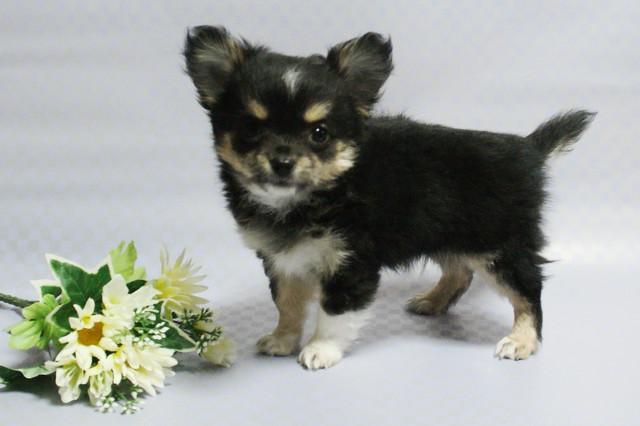 チワワ（ロングコート）