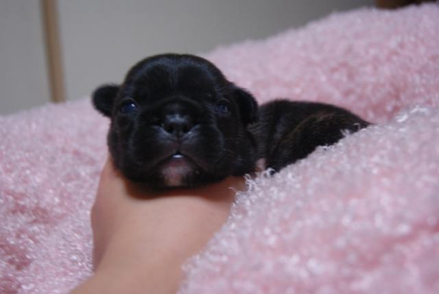 フレンチブルドッグ