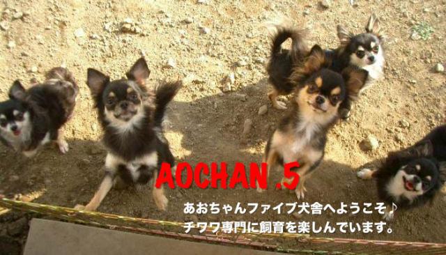 あおちゃン５犬舎