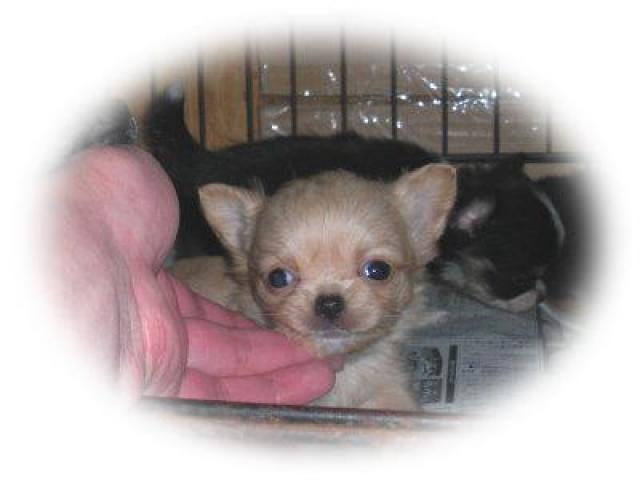 チワワ(ロングコート)