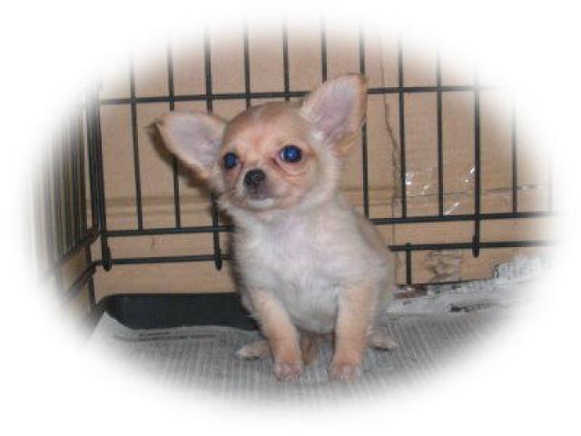 チワワ（ロングコート）