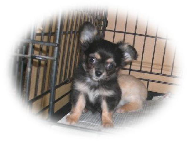 チワワ(ロングコート)