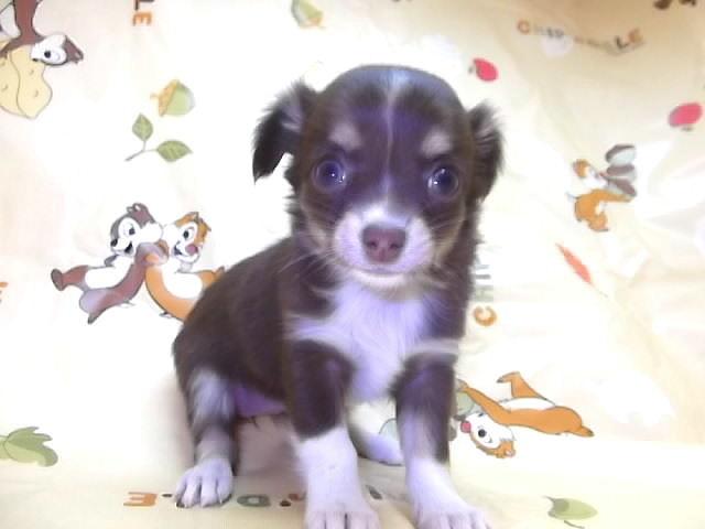 チワワ(ロングコート)