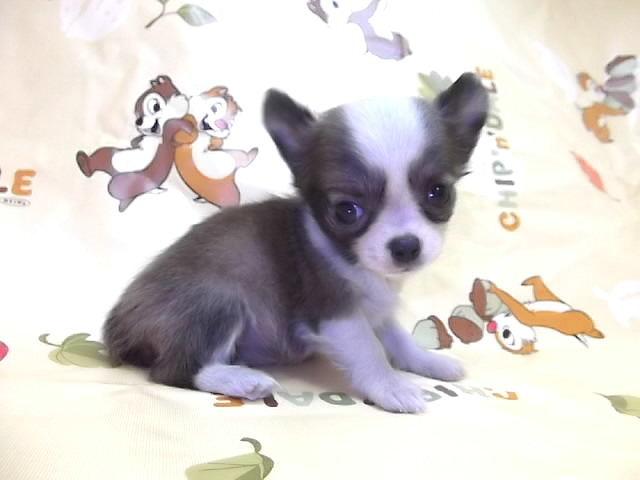 チワワ（ロングコート）