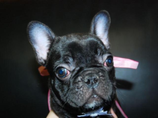 フレンチブルドッグ