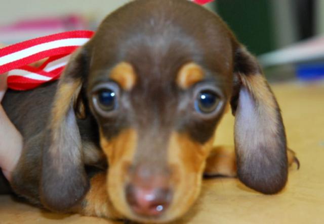 ミニチュアダックスフンド