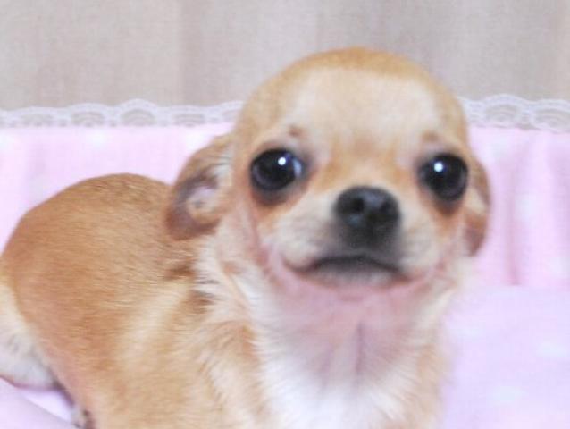 チワワ（スムースコート）