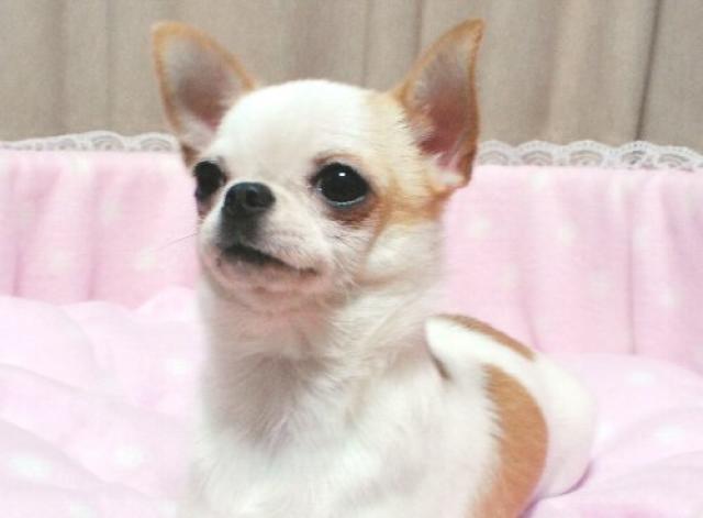 チワワ（スムースコート）