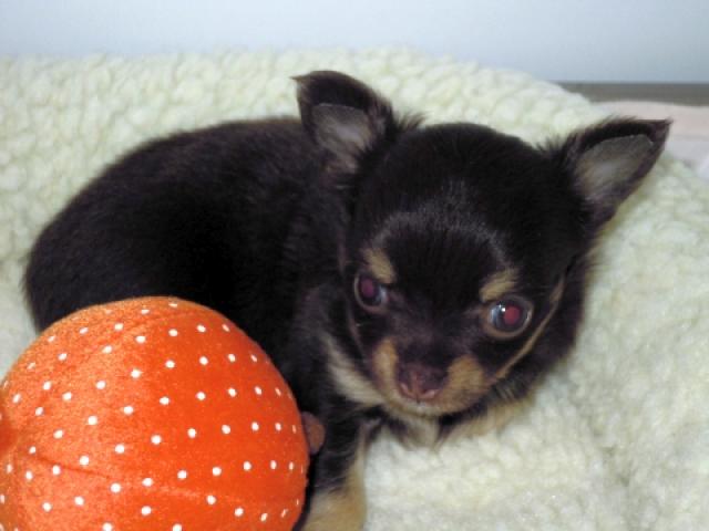 チワワ（ロングコート）