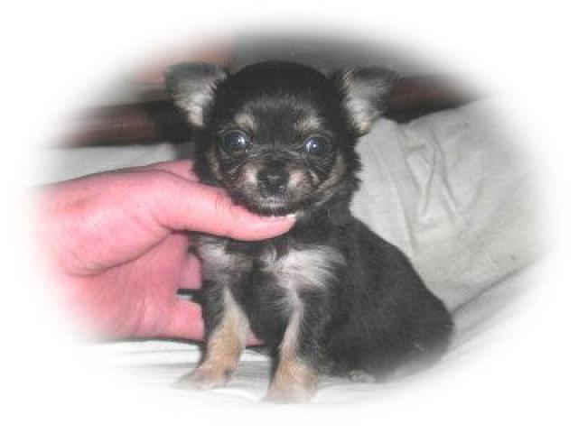 チワワ(ロングコート)