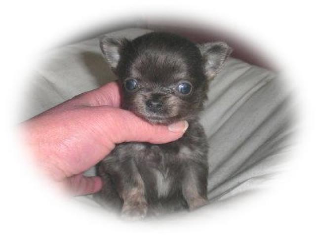 チワワ(ロングコート)