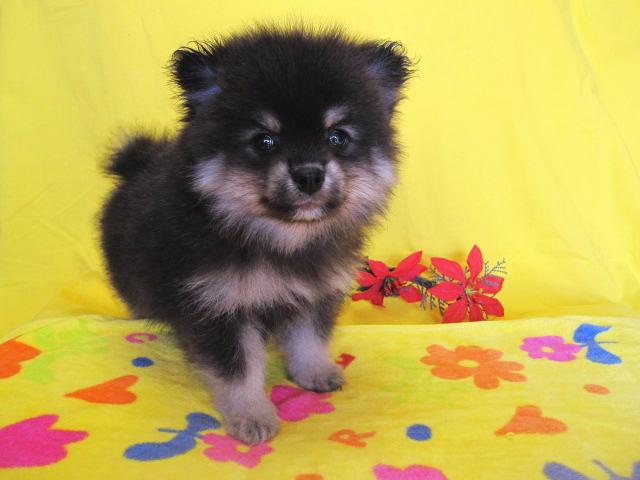 ポメラニアン