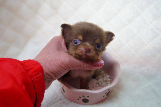 チワワ（ロングコート）