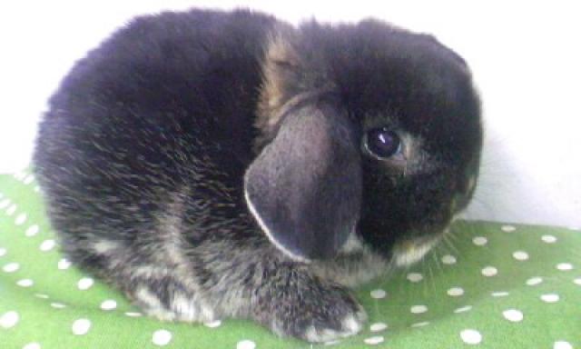 ホーランドロップイヤー