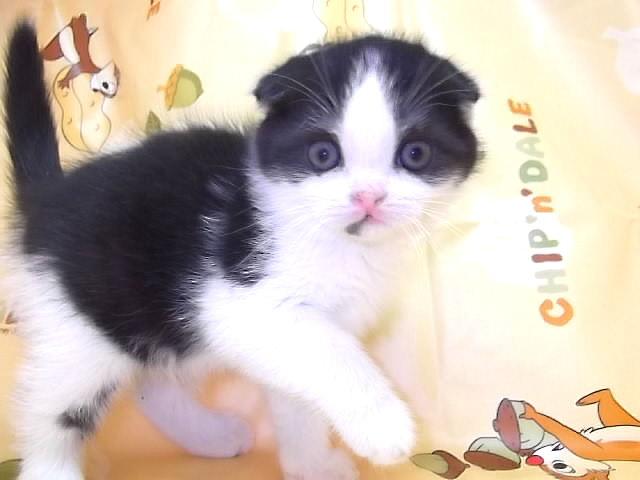 スコティッシュフォールド