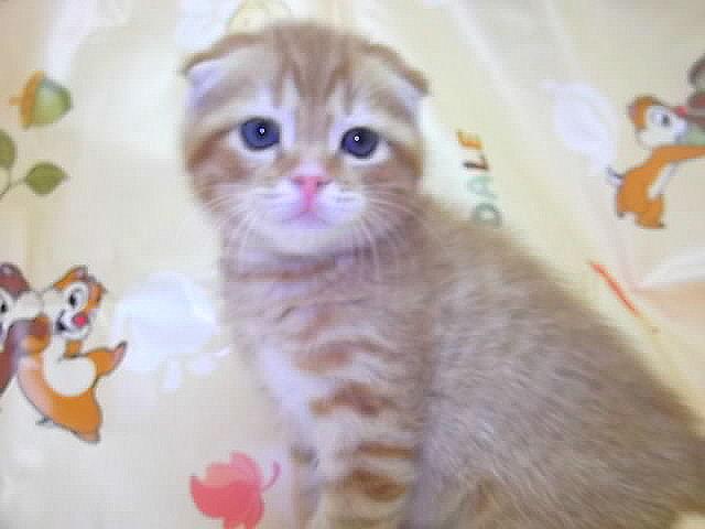 スコティッシュフォールド