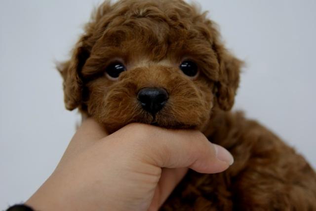 トイプードル