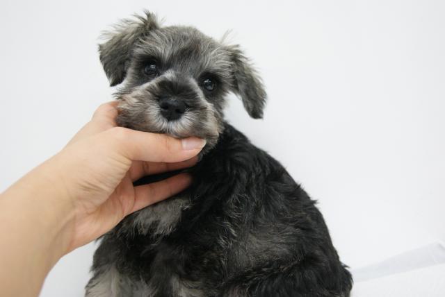 ミニチュアシュナウザー