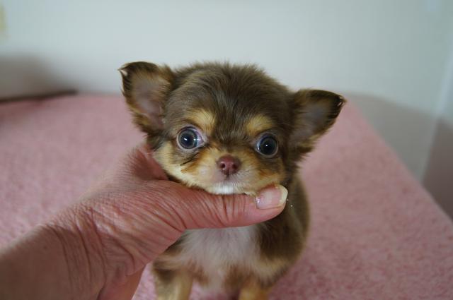 チワワ（ロングコート）