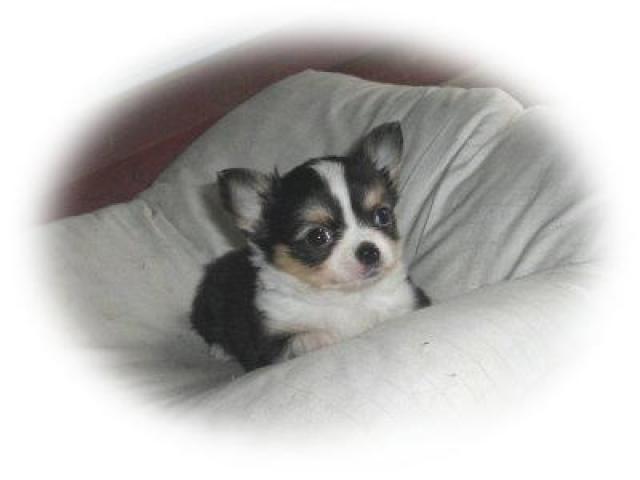 チワワ(ロングコート)