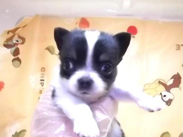 チワワ(ロングコート)