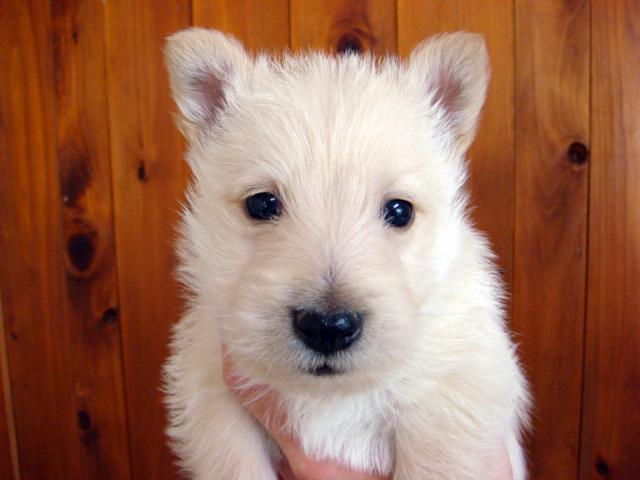 スコティッシュテリア